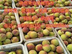 精品映霜紅桃苗推薦 高產(chǎn)優(yōu)質(zhì)、選購(gòu)指南與價(jià)格分析